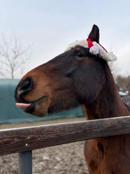 kids brushing pony in stable smiling